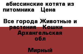 абиссинские котята из питомника › Цена ­ 15 000 - Все города Животные и растения » Кошки   . Архангельская обл.,Мирный г.